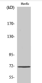 Cdc25A (phospho Ser75) Polyclonal Antibody