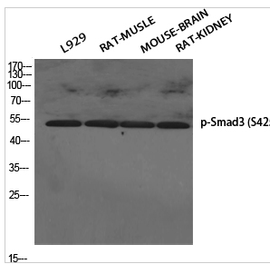 Smad3 (phospho Ser425) Polyclonal Antibody