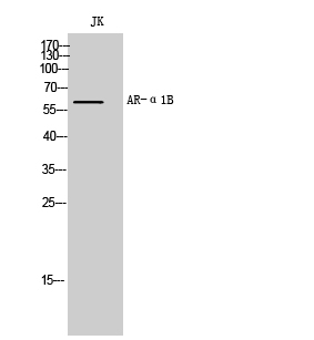AR-α1B Polyclonal Antibody