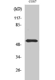 Dok-2 (phospho Tyr299) Polyclonal Antibody