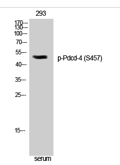 Pdcd-4 (phospho Ser457) Polyclonal Antibody