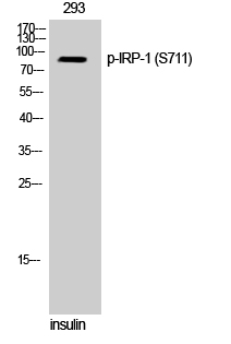 IRP-1 (phospho Ser711) Polyclonal Antibody