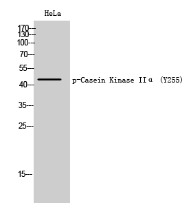 Casein Kinase IIα (phospho Tyr255) Polyclonal Antibody