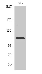 Stat2 (phospho Tyr690) Polyclonal Antibody