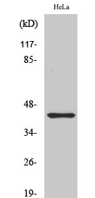 Jun B (phospho Ser259) Polyclonal Antibody