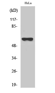 CYP27A1 Polyclonal Antibody