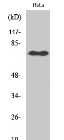 NFκB-p65 (phospho Ser529) Polyclonal Antibody