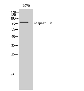 Calpain 10 Polyclonal Antibody