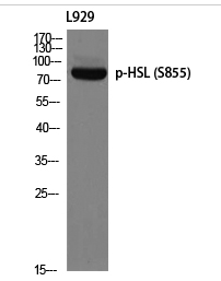 HSL (phospho Ser855) Polyclonal Antibody