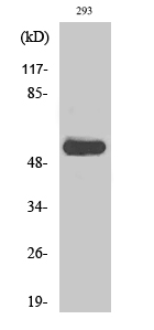 c-Src (phospho Tyr419) Polyclonal Antibody
