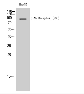 Ah Receptor (phospho Ser36) Polyclonal Antibody