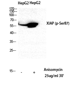XIAP (phospho Ser87) Polyclonal Antibody