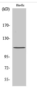 Rb (phospho Ser807) Polyclonal Antibody