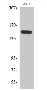 PLC β3 (phospho Ser1105) Polyclonal Antibody