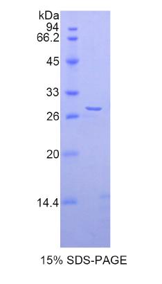 Recombinant A Disintegrin And Metalloprotease 5 (ADAM5)