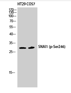 SNAI 1 (phospho Ser246) Polyclonal Antibody