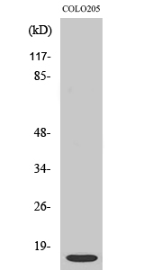 ATP5I Polyclonal Antibody