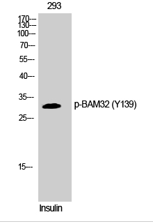 BAM32 (phospho Tyr139) Polyclonal Antibody