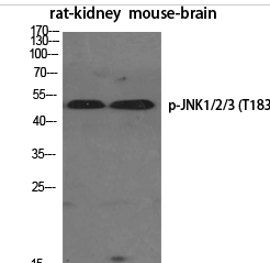 JNK1/2/3 (phospho Thr183) Polyclonal Antibody