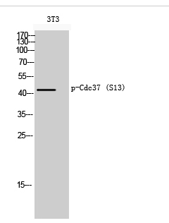 Cdc37 (phospho Ser13) Polyclonal Antibody