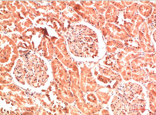 Collagen IV Mouse Monoclonal Antibody(4D1)