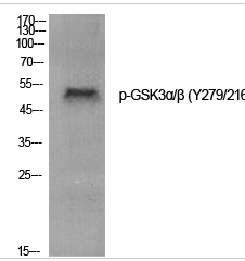 GSK3α/β (phospho Tyr279/216) Polyclonal Antibody