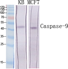 Caspase-9 Polyclonal Antibody