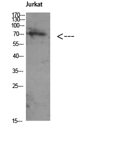 Atg16 Polyclonal Antibody