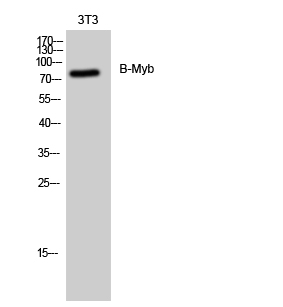 B-Myb Polyclonal Antibody
