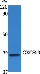 CXCR-3 Polyclonal Antibody