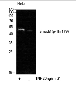 Smad3 (phospho Thr179) Polyclonal Antibody