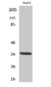 CA XIII Polyclonal Antibody