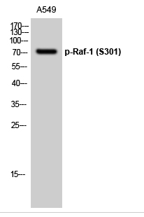 Raf-1 (phospho Ser301) Polyclonal Antibody