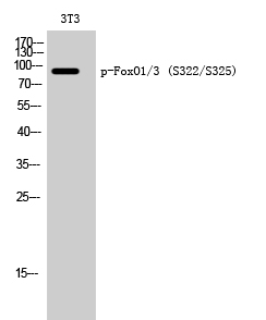 FoxO1/3 (phospho Ser322/S325) Polyclonal Antibody