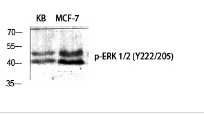 ERK 1/2 (phospho Tyr222/205) Polyclonal Antibody