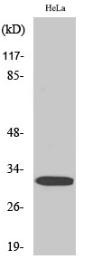 DARPP-32 (phospho Thr75) Polyclonal Antibody