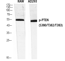 PTEN (phospho Ser380/T382/T383) Polyclonal Antibody