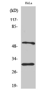 Caspase-10 B/C Polyclonal Antibody