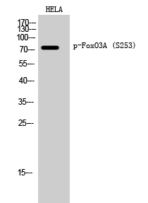 FoxO3A (phospho Ser253) Polyclonal Antibody
