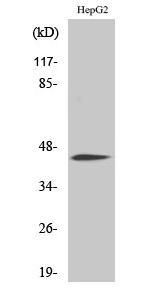 C/EBP α (phospho Ser21) Polyclonal Antibody