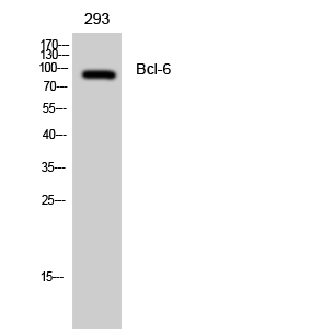Bcl-6 Polyclonal Antibody