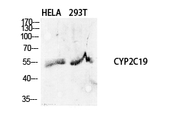 CYP2C19 Polyclonal Antibody