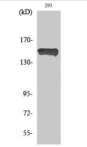 PLC γ1 (phospho Tyr783) Polyclonal Antibody