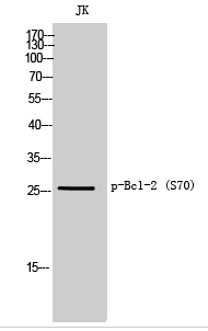 Bcl-2 (phospho Ser70) Polyclonal Antibody