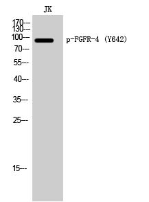FGFR-4 (phospho Tyr642) Polyclonal Antibody