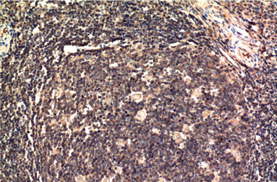 ERK1 Mouse Monoclonal Antibody(1C11)