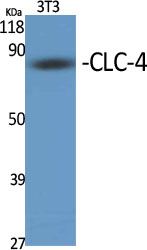 CLC-4 Polyclonal Antibody