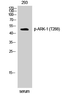 ARK-1 (phospho Thr288) Polyclonal Antibody