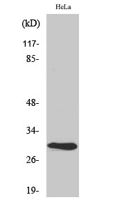 AI-BP Polyclonal Antibody