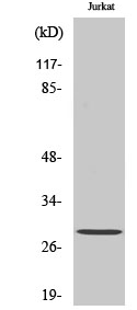 Bcl-2 (phospho Thr56) Polyclonal Antibody